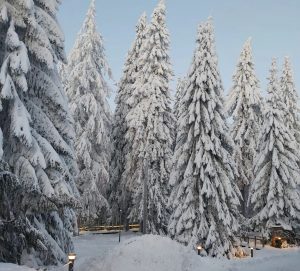 Kuvassa on lumisia kuusia. Kuvan on ottanut Eila Pylkkänen Puijolta. 